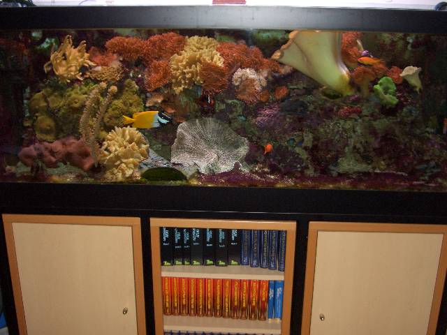 CIMG1879 Ein kleiner Exkurs nach Wien - das Aquarium �bersiedeln wird noch ein Spa�.
