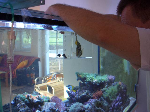 CIMG2456 Und beim n�chsten Mal kam C�sar unser Doktorfisch mit. Wir hatten ein wenig Angst, dass er mit Foxi k�mpfen wird.