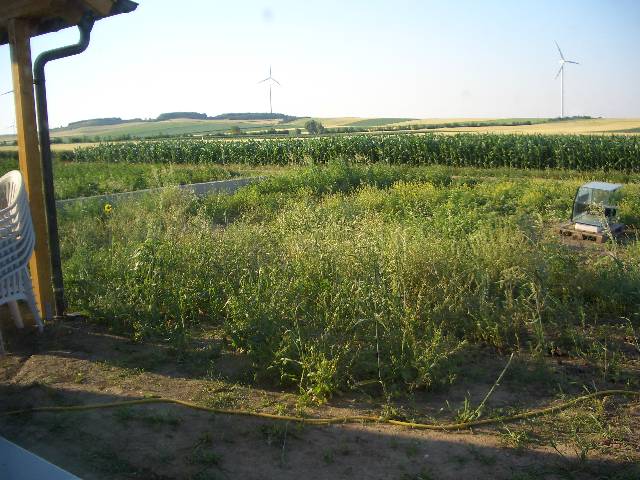 CIMG2596 Im Garten w�chst das Gestr�pp schon sehr hoch.