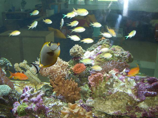 CIMG2613 Unsere Fische sind extrem hungrig. Kaum kommt man in die N�he, sind alle da.