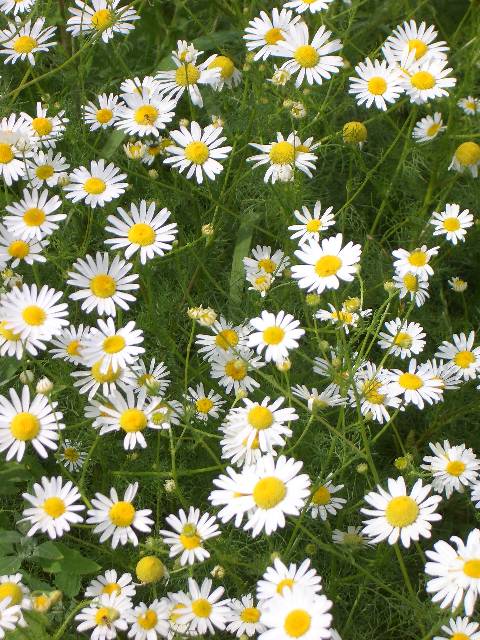 CIMG2634 Auch die Margeriten d�rfen bleiben.