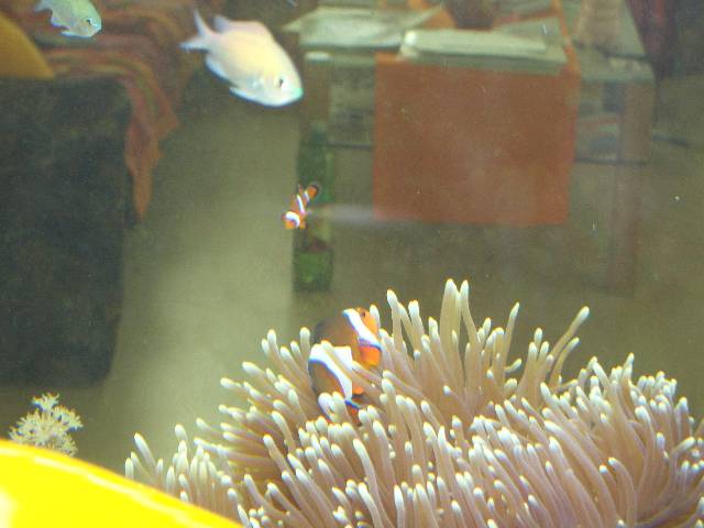 CIMG2721 Unserem alten Nemo haben wir ein kleines M�nnchen gekauft.