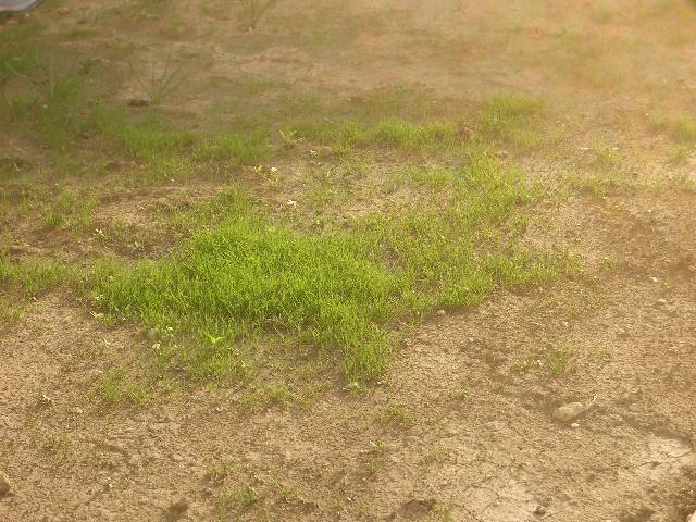 CIMG2885 Ganz langsam w�chst das neue Gras.