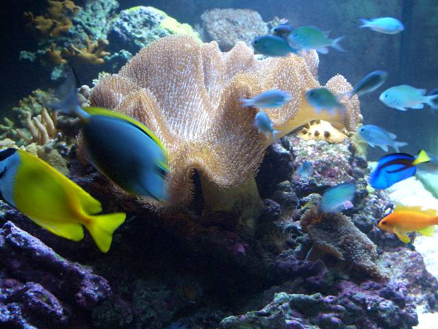 CIMG2987 Ein Blick ins Aquarium - dort w�chst und gedeiht alles!