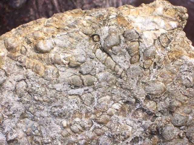 CIMG3143 Fossile Schneckenh�user