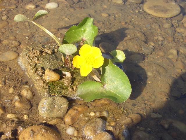CIMG3742 2 Bl�mchen bl�hen schon im Teich.