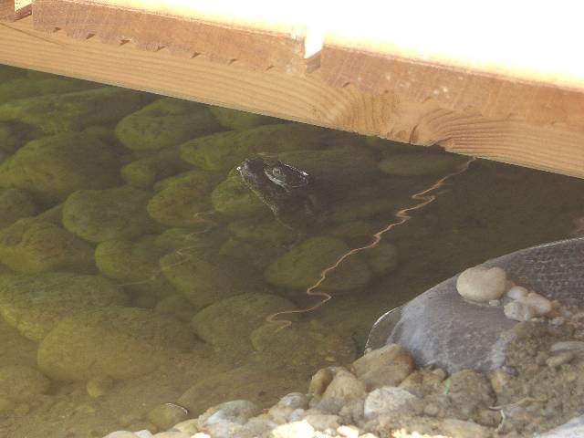 CIMG3824 Endlich haben die Wechselkr�ten unseren Teich gefunden und es wird ganz fleissig 