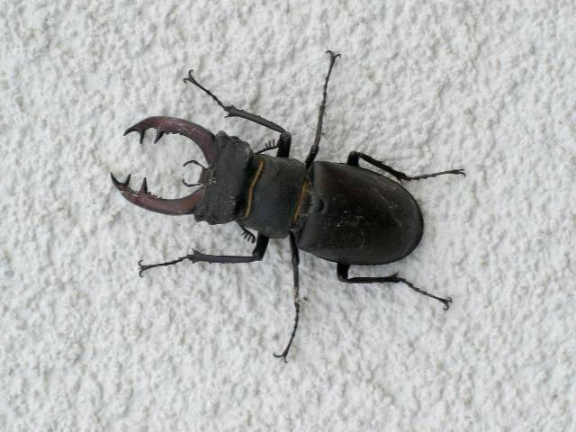 RCIMG0016 Ein riesen Hirschk�fer!!!!