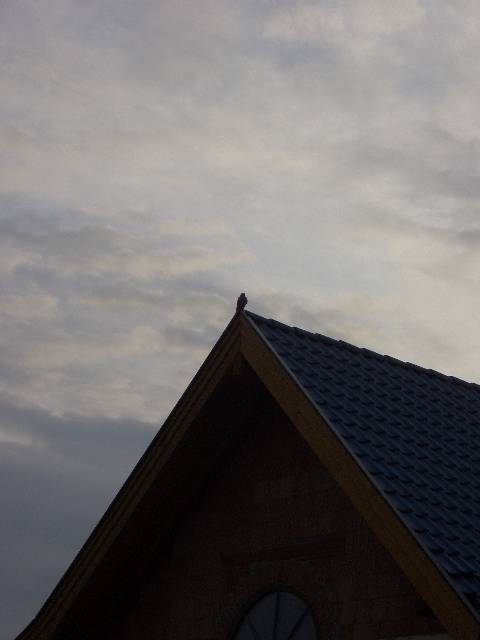 a17 Ein Falke hat unser Dach als Aussichtspunkt gew�hlt.