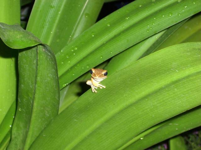khao24 und zugeh�rige Tierchen...