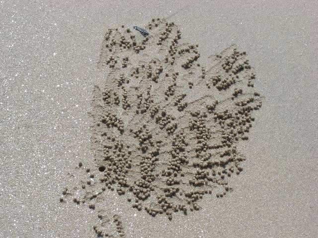 khao33 die �rtliche Uferfauna ist t�glich fleissig am Graben...