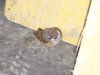 CIMG1127 Dieses Vogerl ist schon seit Tagen bei uns im Haus gewesen. Wir konnten es gerade noch vor dem Einbetonieren retten, es war aber schon so schwach, dass es den Tag nicht �berlebt hat.