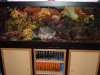 CIMG1879 Ein kleiner Exkurs nach Wien - das Aquarium �bersiedeln wird noch ein Spa�.