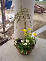 CIMG2240 Die Fr�hlingsblumen werden wir bald einsetzen k�nnen, wenn die Fassade endlich fertig ist.