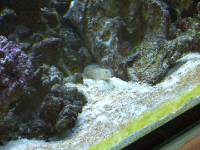 CIMG2458 Die Grundel vor ihrer H�hle.