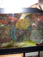 CIMG2534 Das gro�e Aquarium in Wien wird langsam leerer.