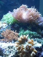 CIMG2538 Und im neuen Becken gedeiht alles pr�chtig.