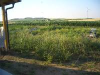 CIMG2596 Im Garten w�chst das Gestr�pp schon sehr hoch.