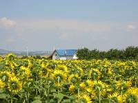 CIMG2626 Man k�nnte glauben, dass die Blumen zu unserem Haus schaun!