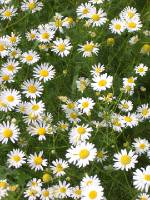 CIMG2634 Auch die Margeriten d�rfen bleiben.