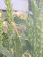 CIMG2645 Jede Menge Marienk�fer sind bei uns im Garten.