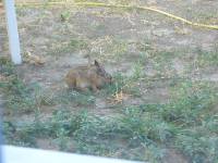 CIMG2696 Der traut sich ganz sch�n nahe ran.