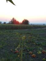 CIMG2744 Sonnenaufgang vom K�chenfenster aus gesehen. Die K�rbisse sind inzwischen geerntet.