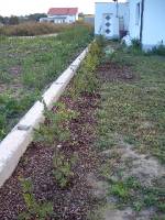 CIMG2837 Unsere Str�ucher wachsen nur sehr langsam.