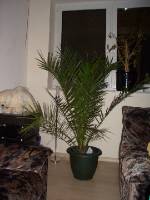 CIMG2859 Auch diese Ph�nixpalme ist neu.