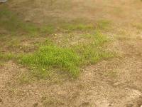 CIMG2885 Ganz langsam w�chst das neue Gras.