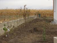 CIMG2936 Die Bepflanzung der linken Grundst�cksgrenze ist nun fertig.