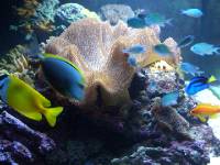 CIMG2987 Ein Blick ins Aquarium - dort w�chst und gedeiht alles!