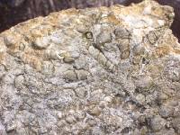 CIMG3143 Fossile Schneckenh�user