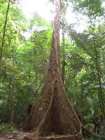 CIMG3207 1000j�hriger Baum