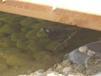 CIMG3824 Endlich haben die Wechselkr�ten unseren Teich gefunden und es wird ganz fleissig 