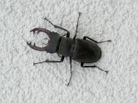 RCIMG0016 Ein riesen Hirschk�fer!!!!