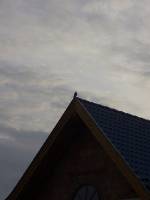 a17 Ein Falke hat unser Dach als Aussichtspunkt gew�hlt.