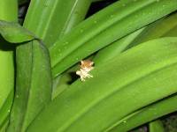 khao24 und zugeh�rige Tierchen...