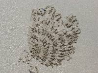khao33 die �rtliche Uferfauna ist t�glich fleissig am Graben...