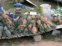 khao50 .....Fr�chten....